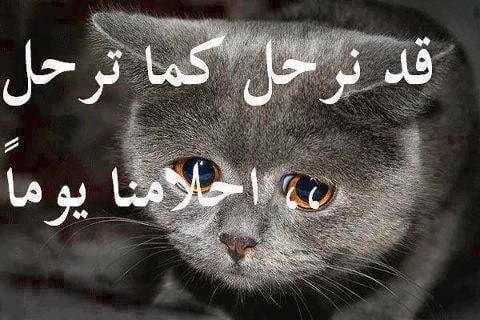 غزل عن القطط