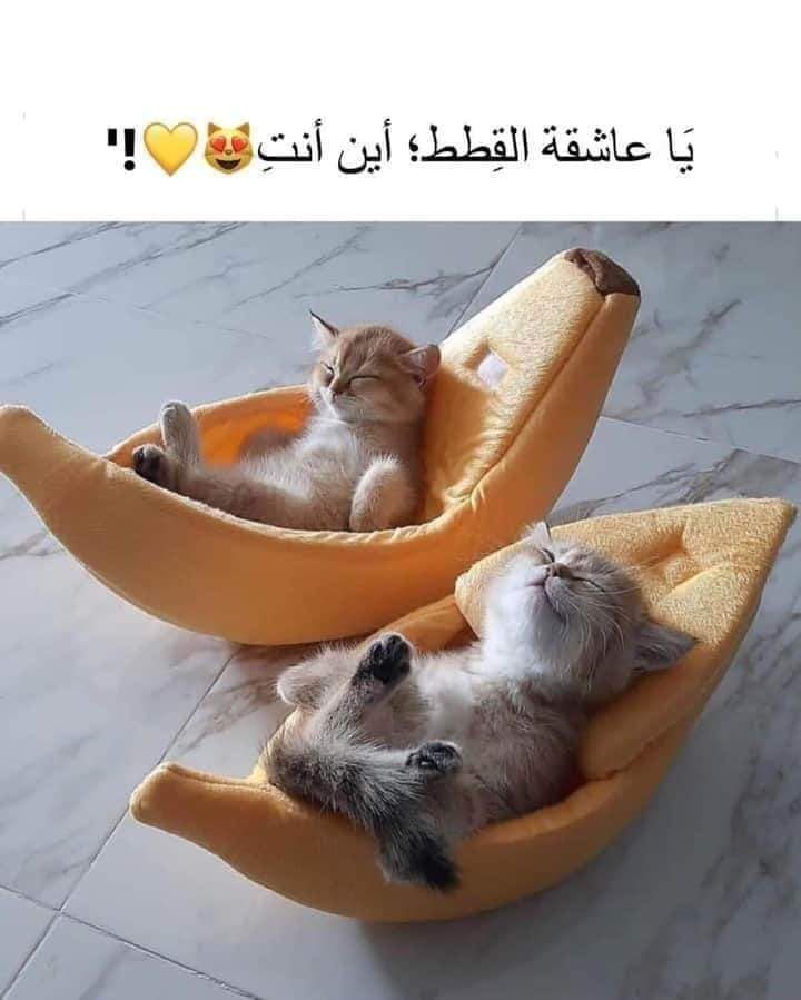 غزل عن القطط