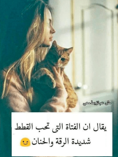 غزل عن القطط