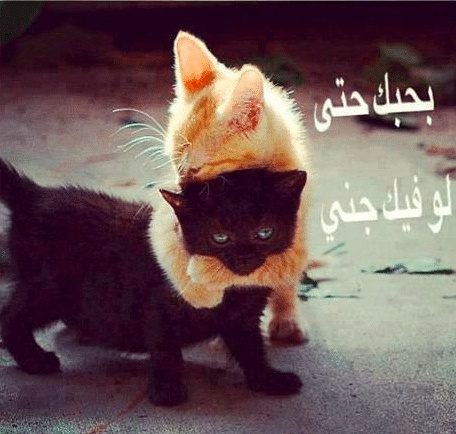 غزل عن القطط