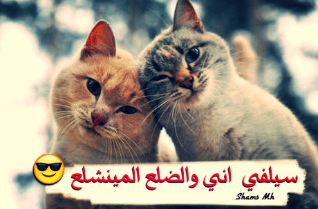 غزل عن القطط