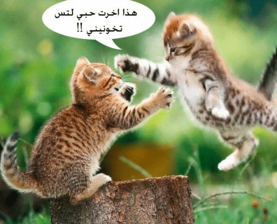 غزل عن القطط