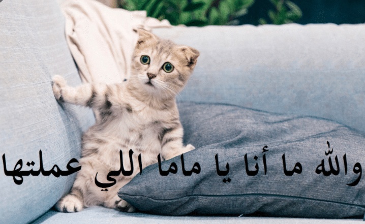 غزل عن القطط