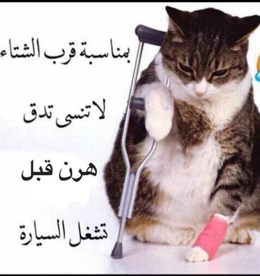 غزل عن القطط