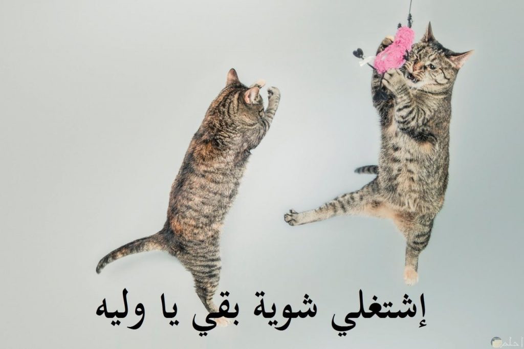 غزل عن القطط
