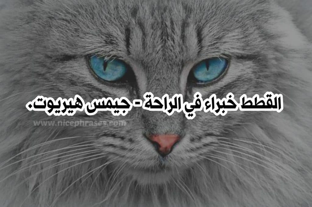 غزل عن القطط