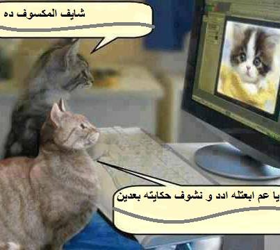 غزل عن القطط