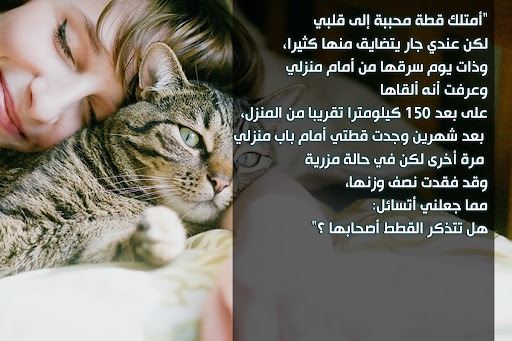 غزل عن القطط