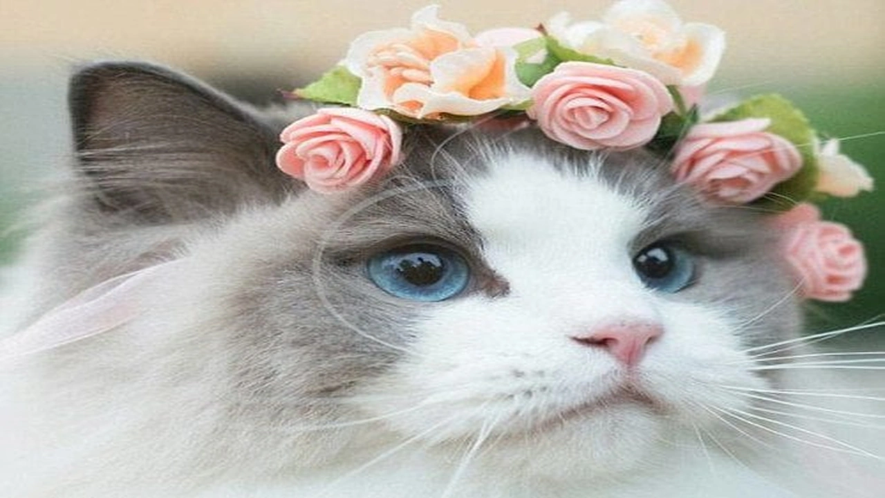 صورة غزل عن القطط