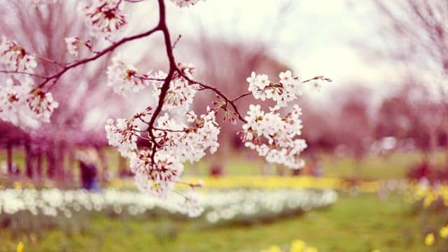 فقرة هل تعلم عن فصل الربيع