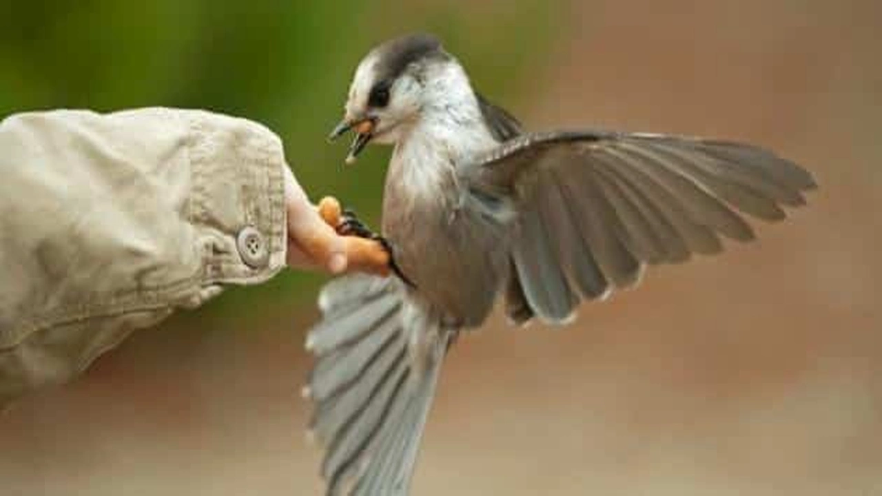 صورة قصة قصيرة عن الرحمة