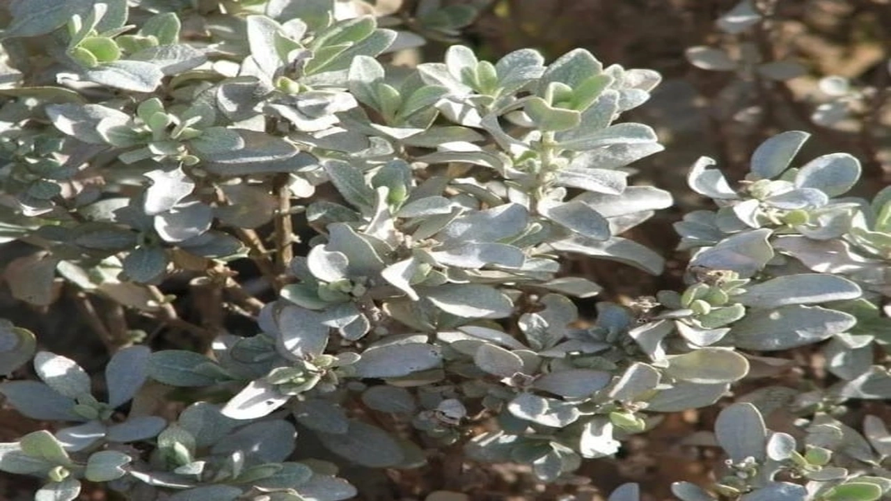 صورة كيفية استعمال عشبة القطف للنساء