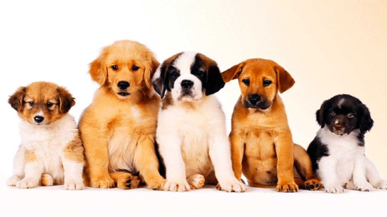 صورة محل كلاب في الدمام