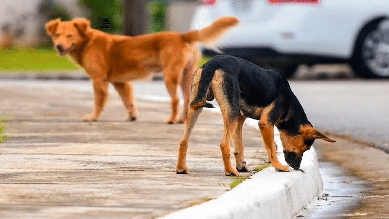صورة محل كلاب في الكويت