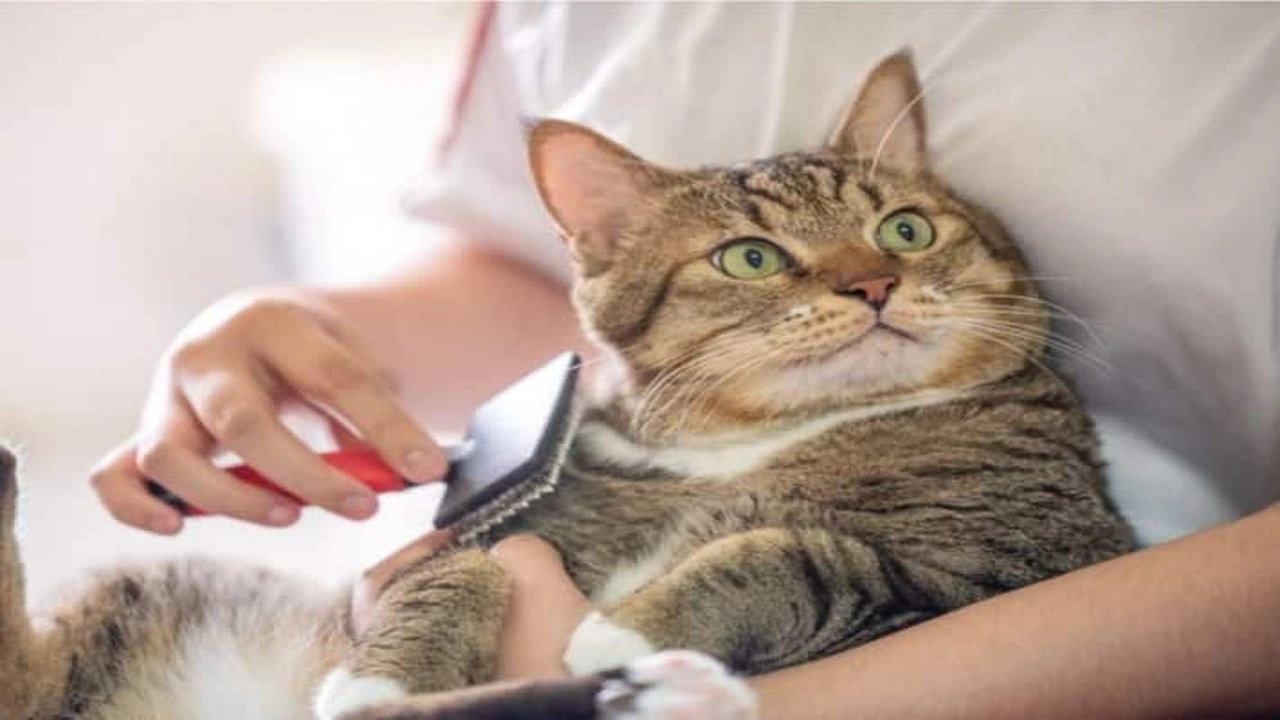 صورة محلات بيع القطط في المدينة المنورة