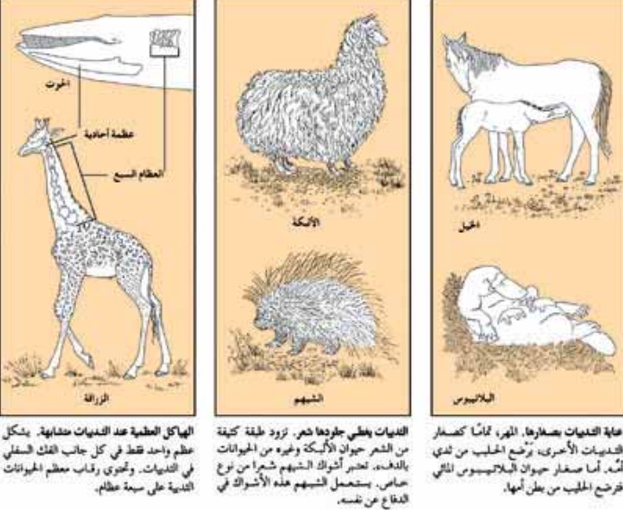 مطويات عن الثدييات