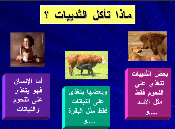 مطويات عن الثدييات