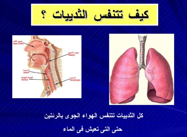 مطويات عن الثدييات