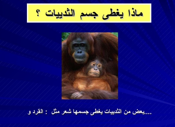 مطويات عن الثدييات