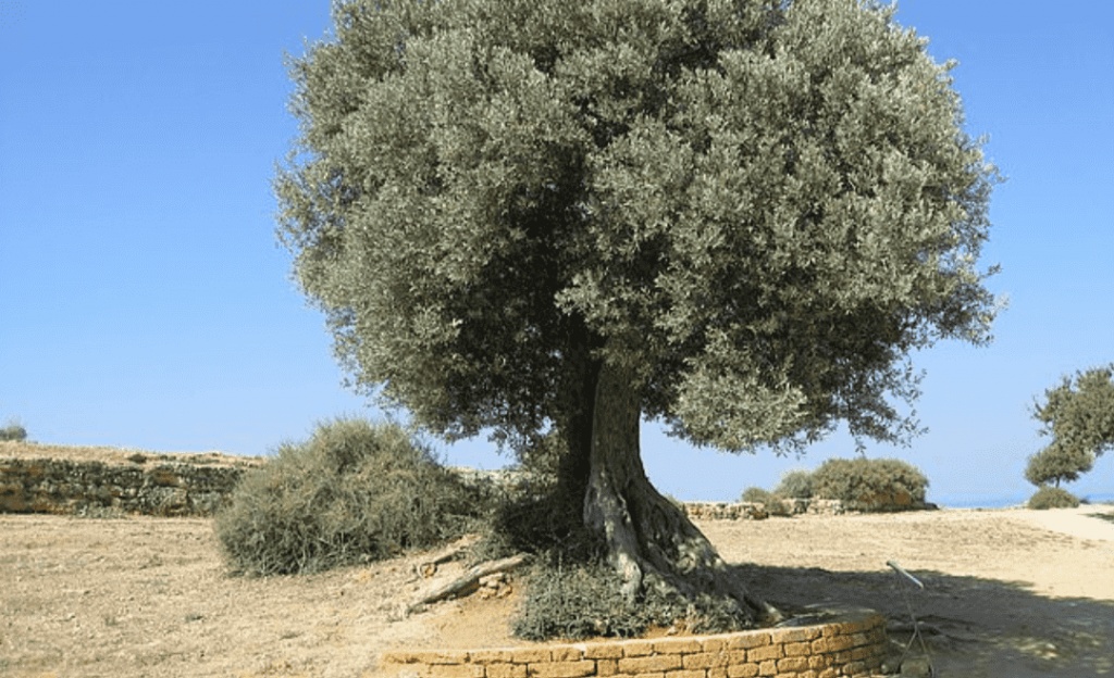 مطويات عن الزيتون