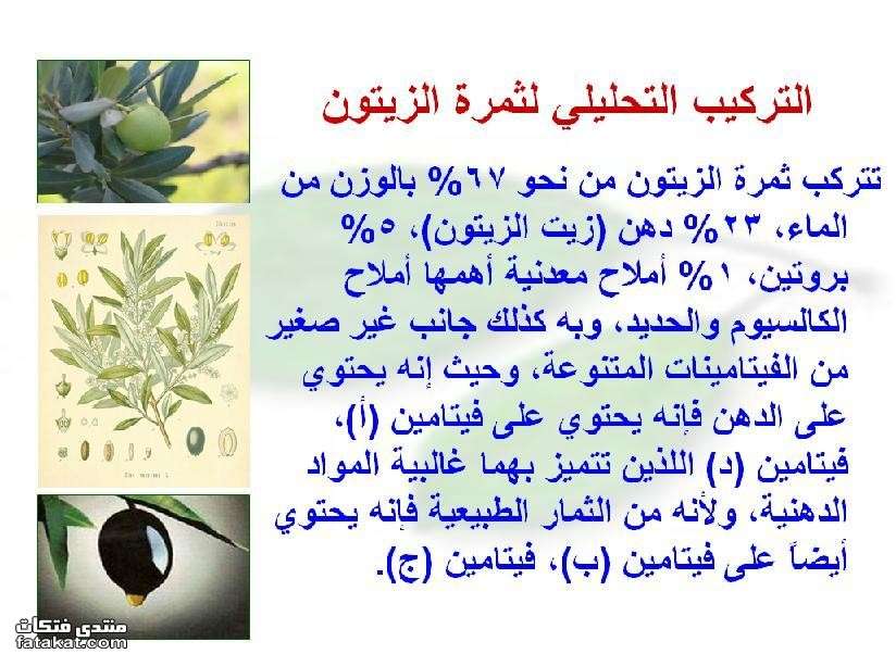 مطويات عن الزيتون