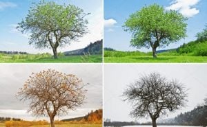 مطويات عن فصول السنه