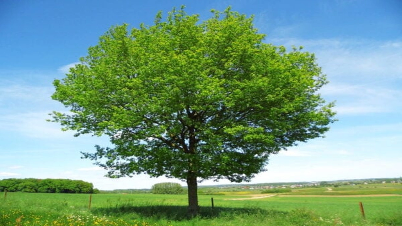 صورة مطوية عن اسبوع الشجرة جاهزة للطباعة