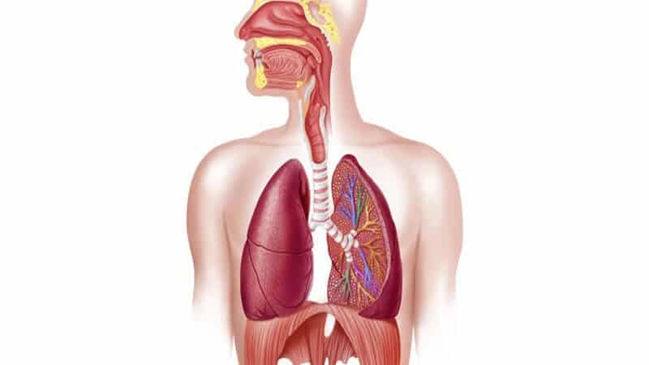 صورة مقدمة وخاتمة عن الجهاز التنفسي
