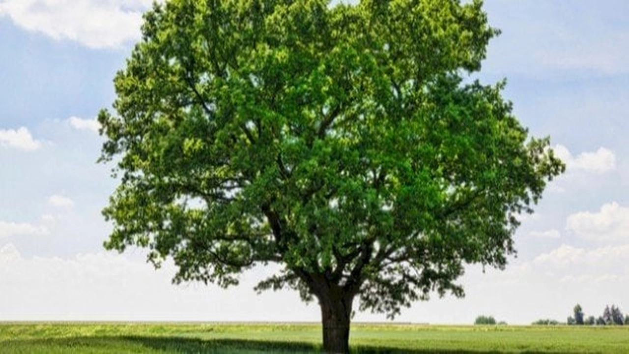 صورة مقدمة وخاتمة عن الشجرة