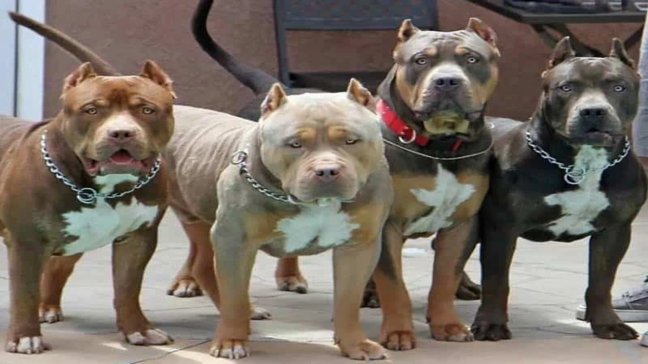 صورة مميزات وعيوب كلاب البيتبول