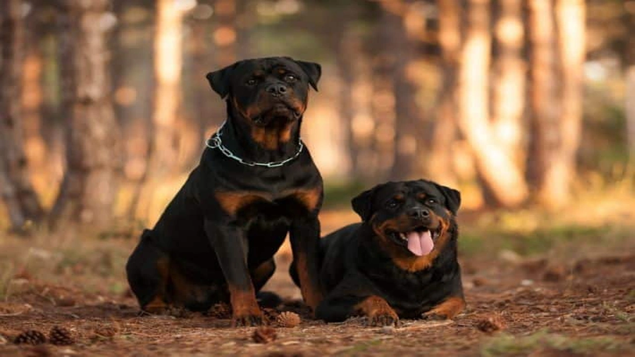 صورة مميزات وعيوب كلاب الروت وايلر