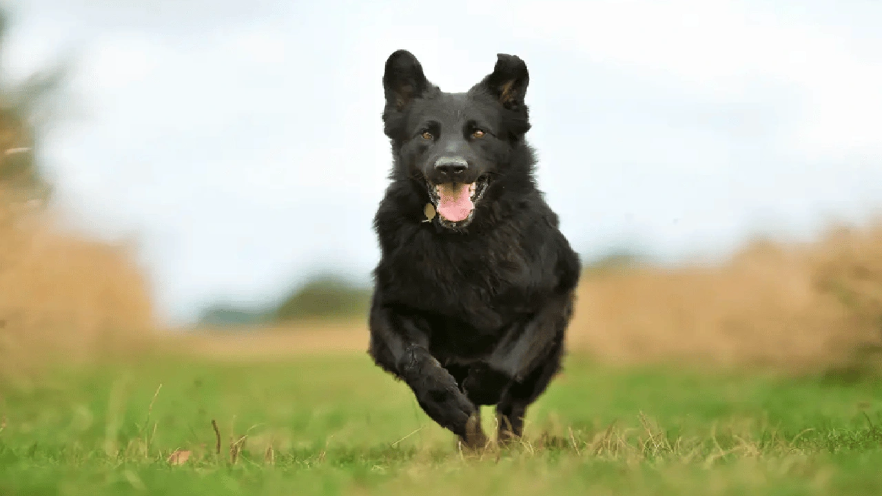 صورة مميزات وعيوب كلاب بلاك كود