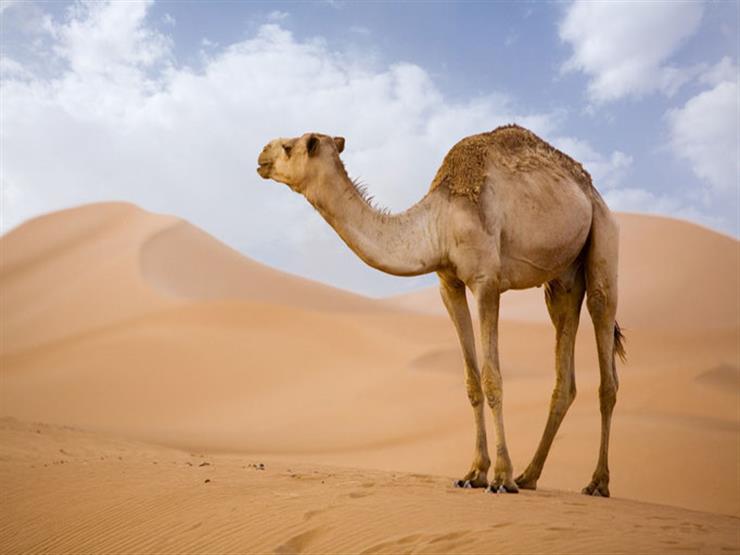 موضوع تعبير بالانجليزي عن الجمل