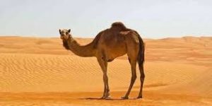 موضوع تعبير بالانجليزي عن الجمل