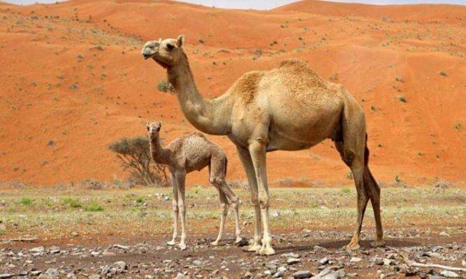 موضوع تعبير بالانجليزي عن الجمل
