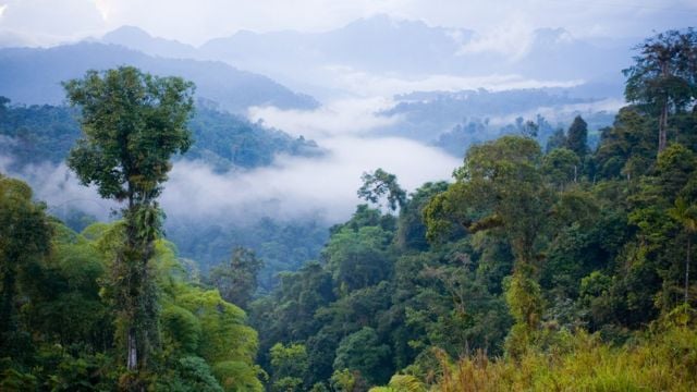 موضوع تعبير بالانجليزي عن الغابات المطيرة