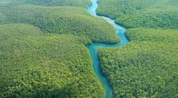 موضوع تعبير بالانجليزي عن الغابات المطيرة