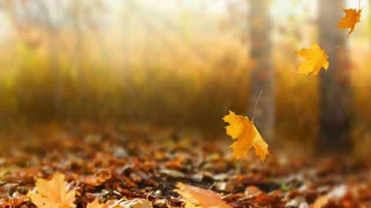 صورة موضوع عن الخريف