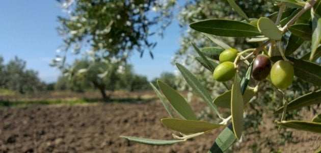 موضوع عن الزيتون