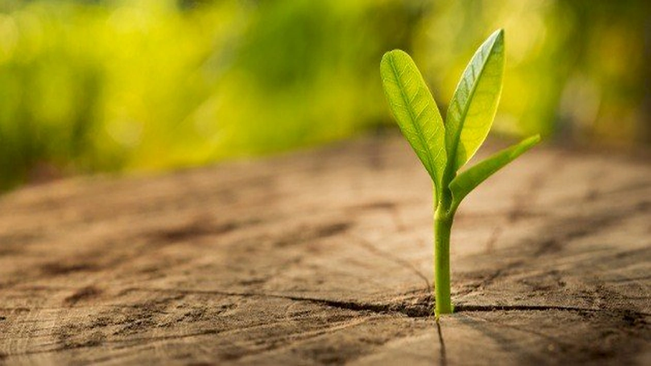 صورة موضوع عن الكلمة الطيبة