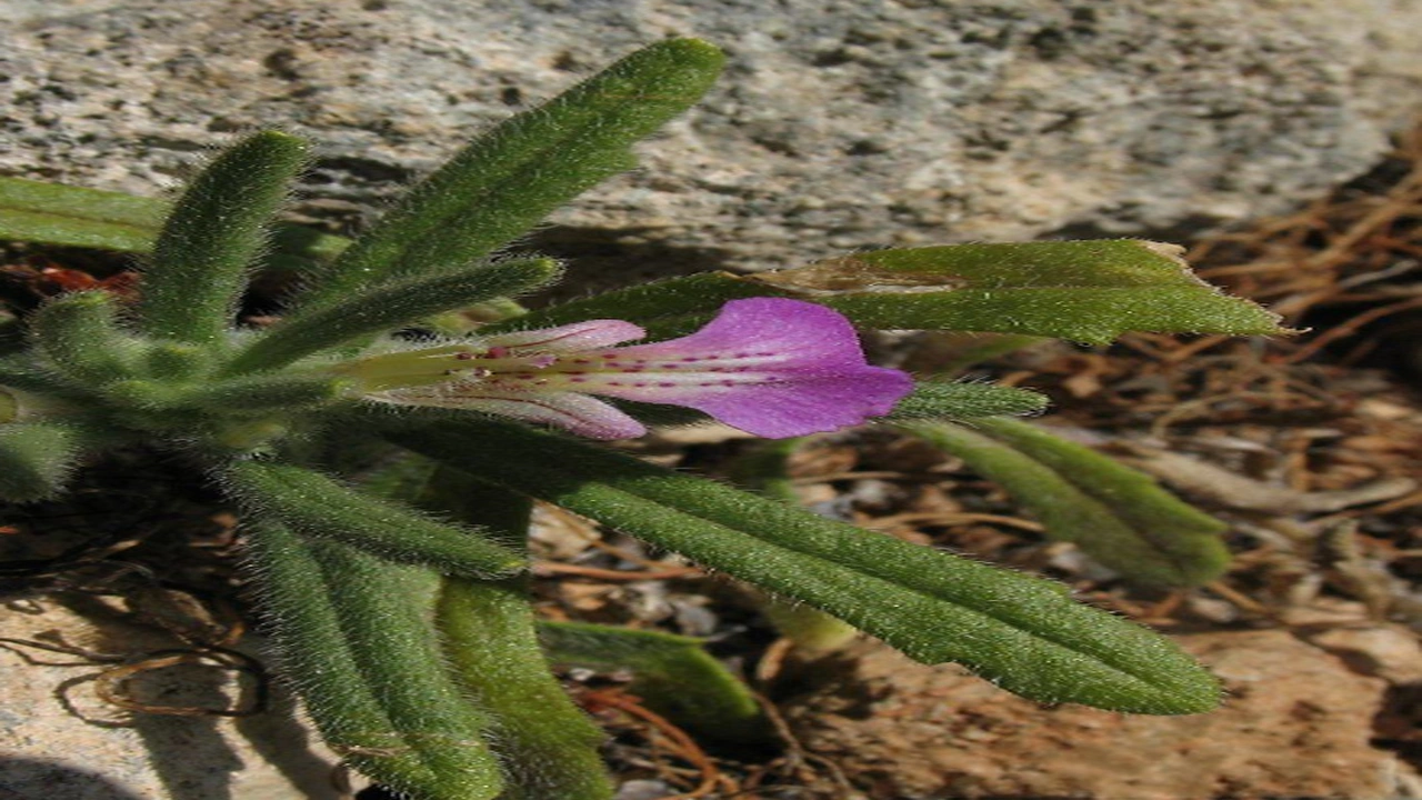 صورة مين جربت الشندقورة للحمل