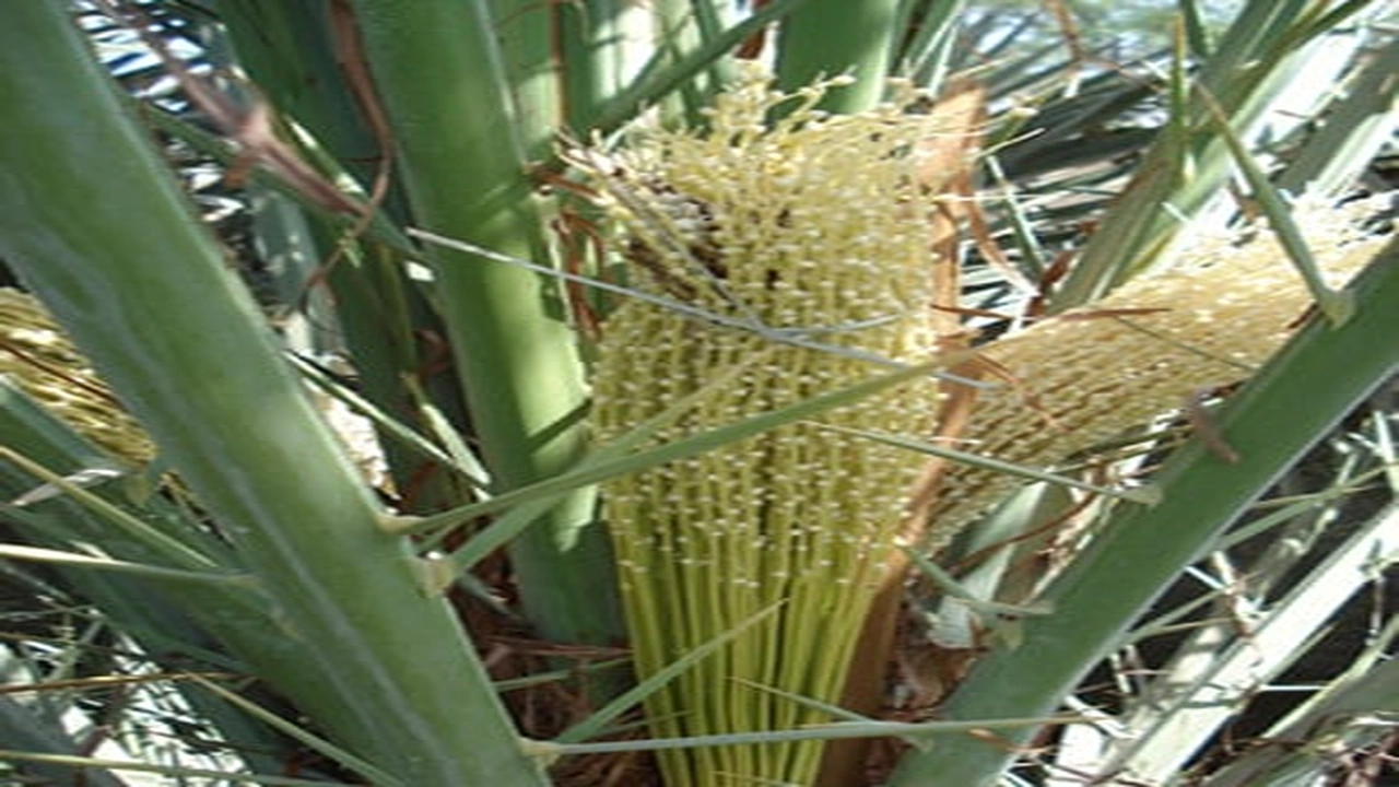 صورة مين جربت طلع النخيل مع زوجها وحملت