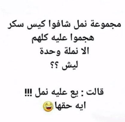 نكت عن النمل تموت ضحك