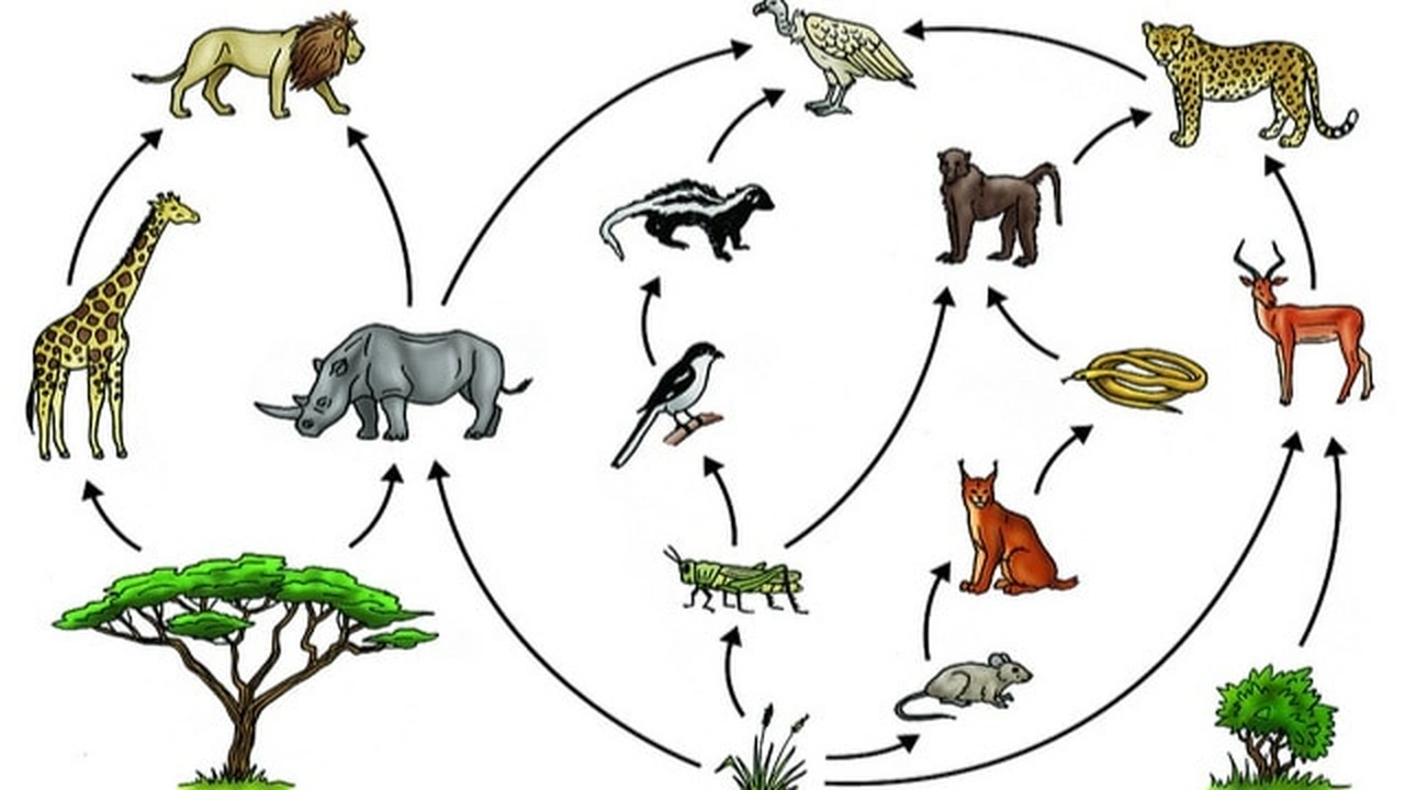 صورة ورقة عمل السلاسل الغذائية