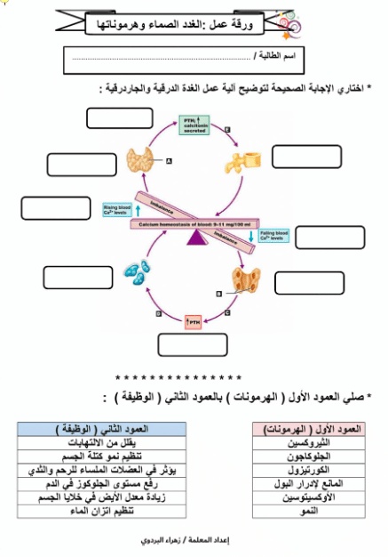 ورقة عمل الغدد الصماء