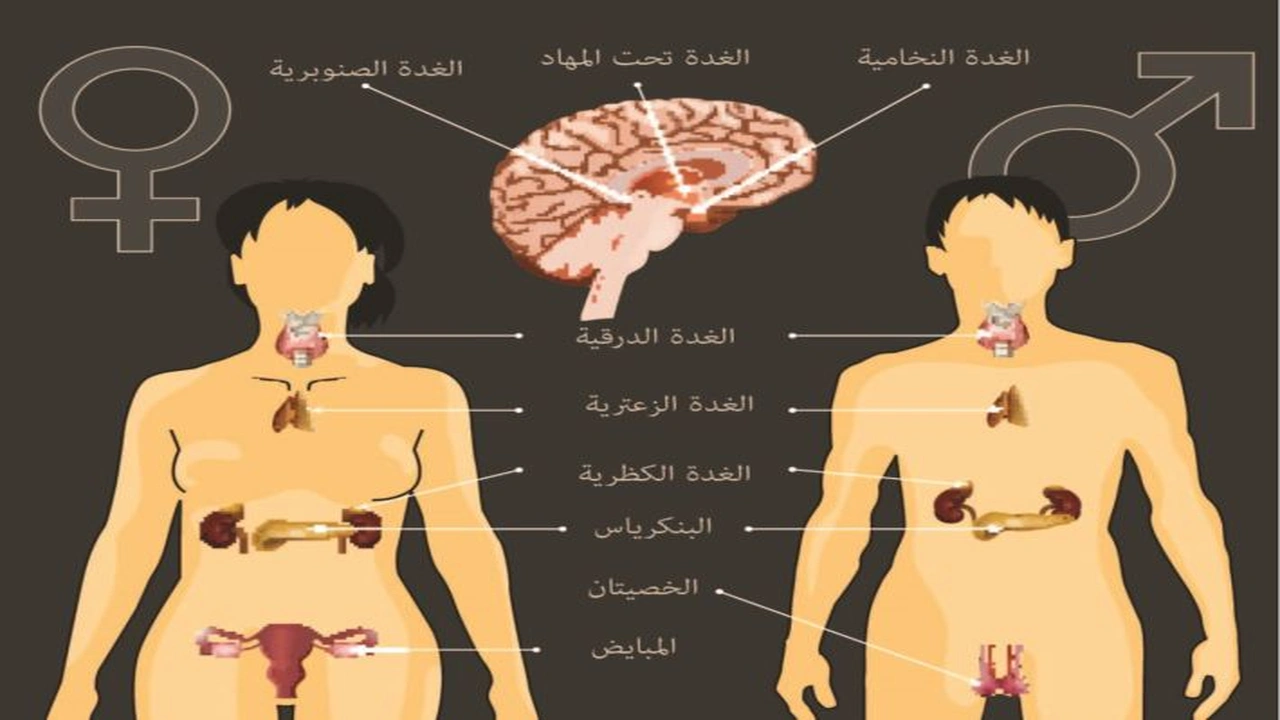 صورة ورقة عمل الغدد الصماء