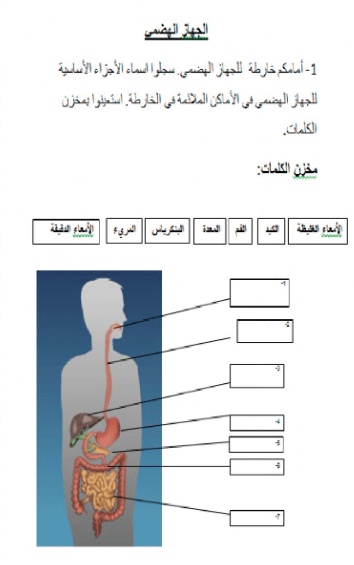 ورقة عمل الغذاء المتوازن