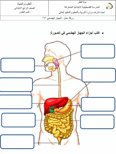 ورقة عمل الغذاء المتوازن