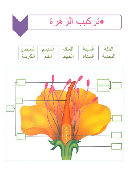 ورقة عمل النباتات اللاوعائية