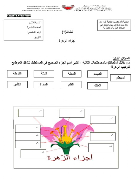 ورقة عمل النباتات اللاوعائية